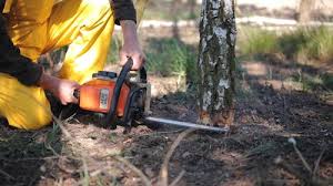 Best Fruit Tree Pruning  in Onawa, IA