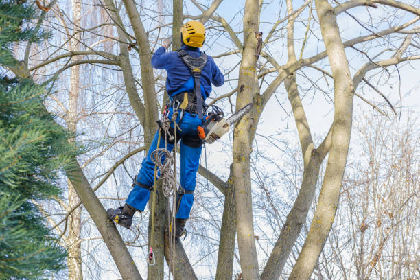 Best Tree Cabling and Bracing  in Onawa, IA