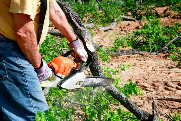 Best Commercial Tree Services  in Onawa, IA
